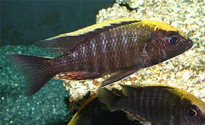 Aulonocara maylandi maylandi